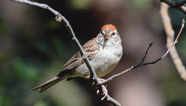 Chipping Sparrow (Spizella passerina); Santa Fe National Forest, NM, Thompson Ridge [Lou Feltz]