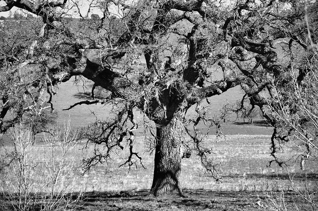 Just Another Gnarly Oak Tree