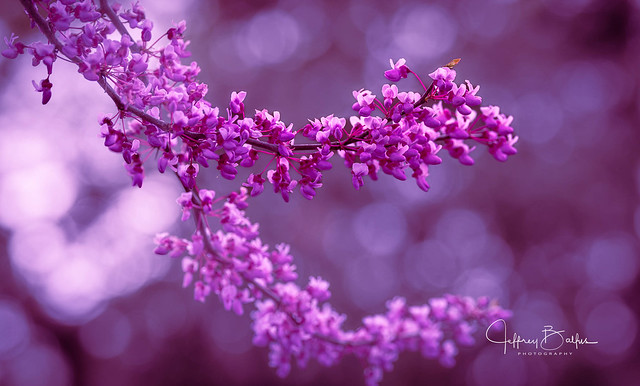 Western Redbud Blossoms