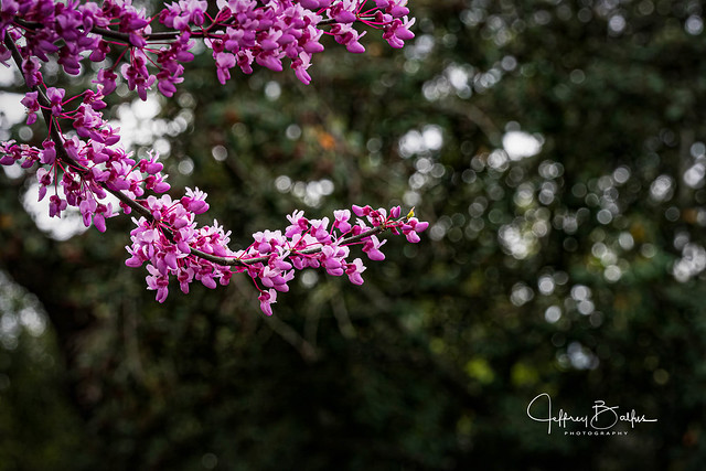 Western Redbud Blossoms