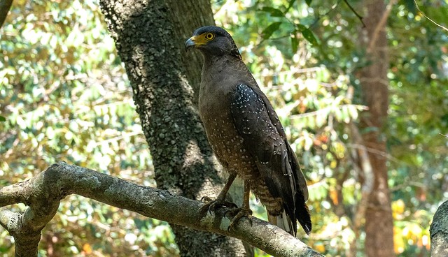 serpent eagle, Wilpattu National Park