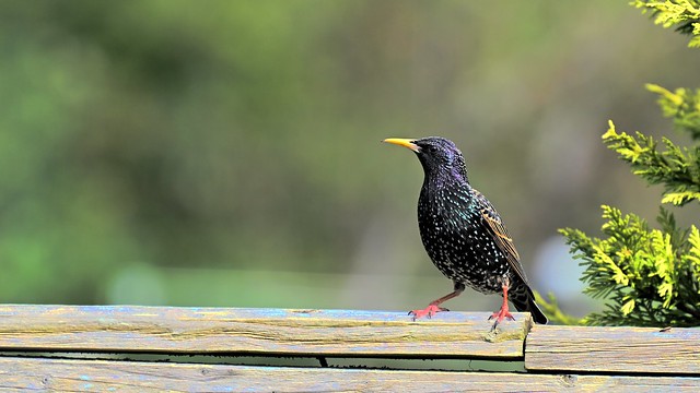 Starling on Garden Fence - Wednesday 27th March 2024