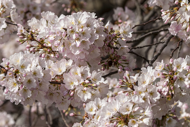 2024 Cherry Blossoms at The Tidal Basin Mar 20 2024 (220)