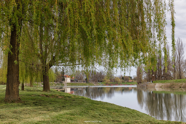Babylon willow by the river Korana