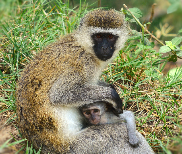 Baby care │ Lake Nakuru, Kenya