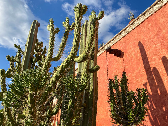 Cactus en Bernal