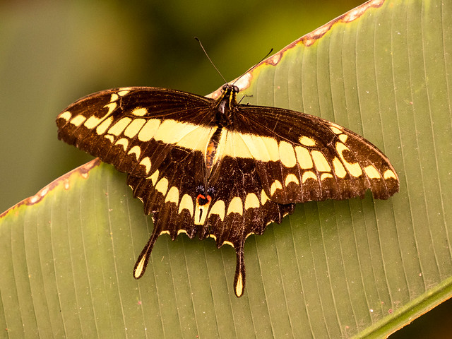Thoa's Swallowtail butterfly ?
