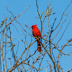 IMG_0024 Cardinal 