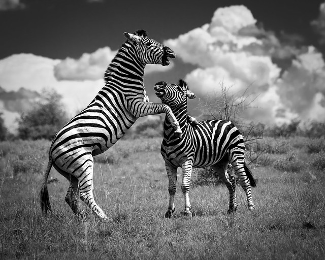 Quarrelling zebra stallions
