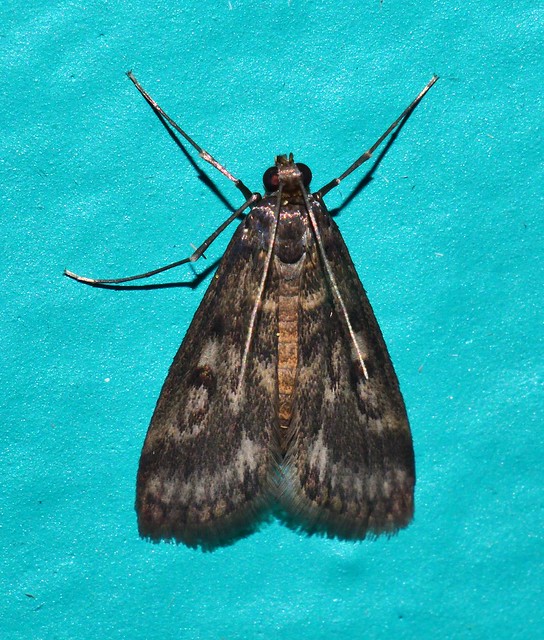Little weed web moth Achyra affinitalis was Loxostege sp Crambidae Mandalay Rainforest Airlie Beach P1022322