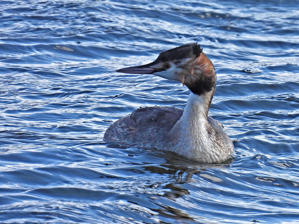 Great Crested Grebe 27.3.24