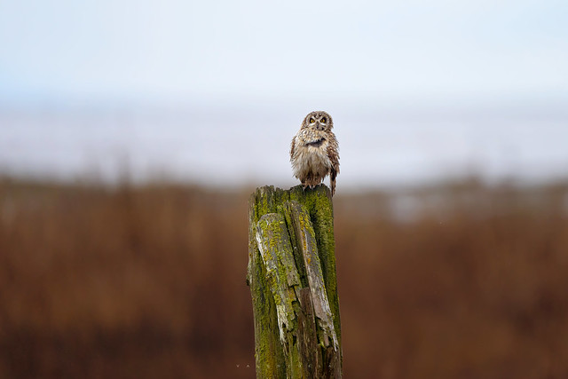 Hungry and wet - Short-Eared Owl environmental portrait