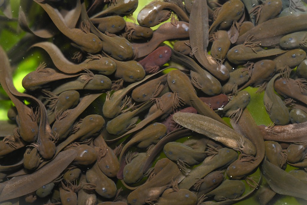 Common Frog (Rana temporaria) tadpoles