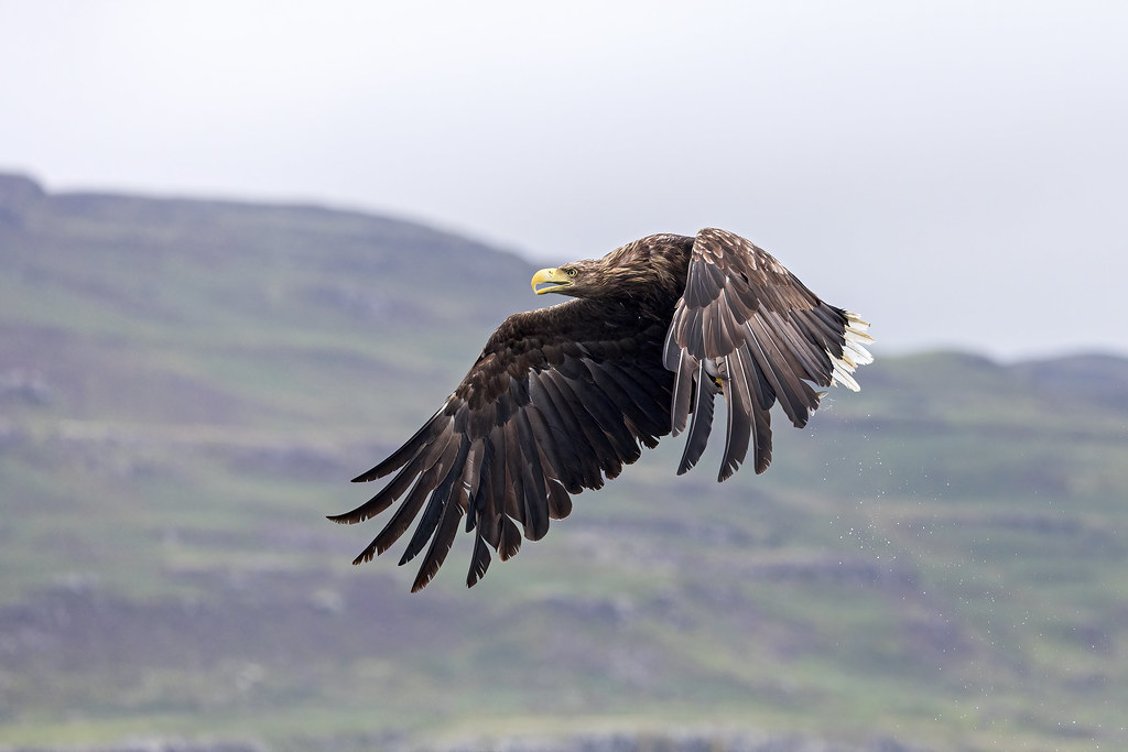 White-tailed Eagle (Haliaeetus albicilla), Loch Tuath, Isle of Mull