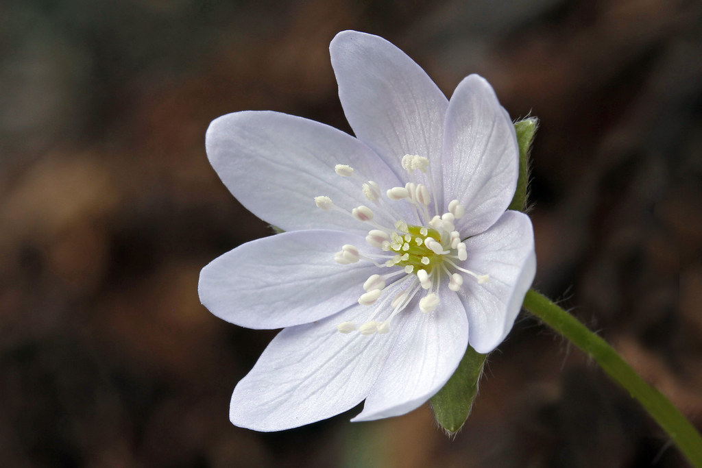 Hepatica nobilis (White flower)