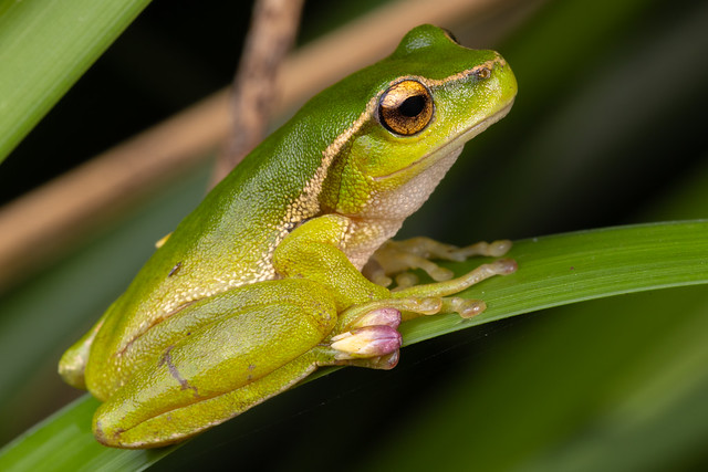 Southern Stream Frog - Litoria nudidigita