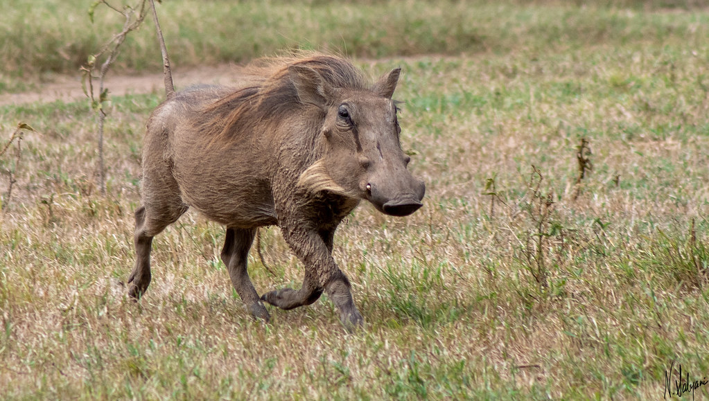 Young Warthog