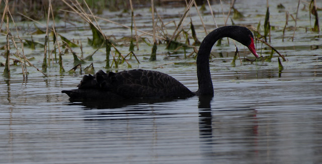 Black Swan Seen In Milford, DE. Very Rare.