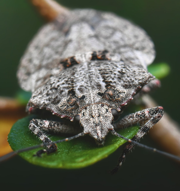 Rough stink bug (Brochymena)