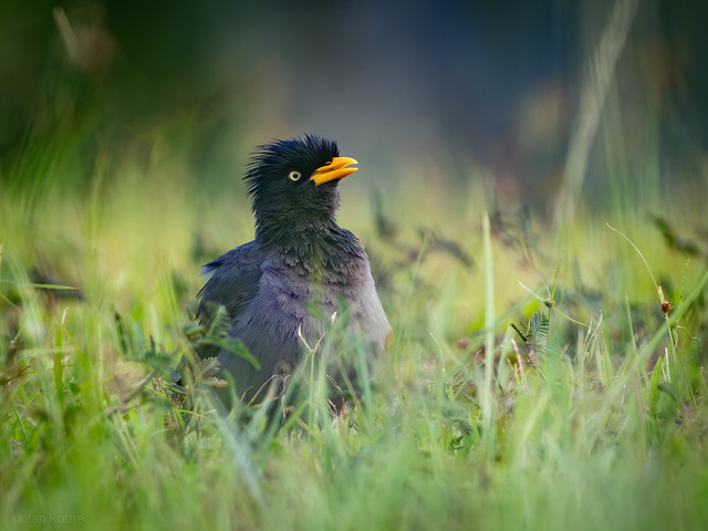 Javan Myna - the most common bird in Singapore? (Acridotheres javanicus)