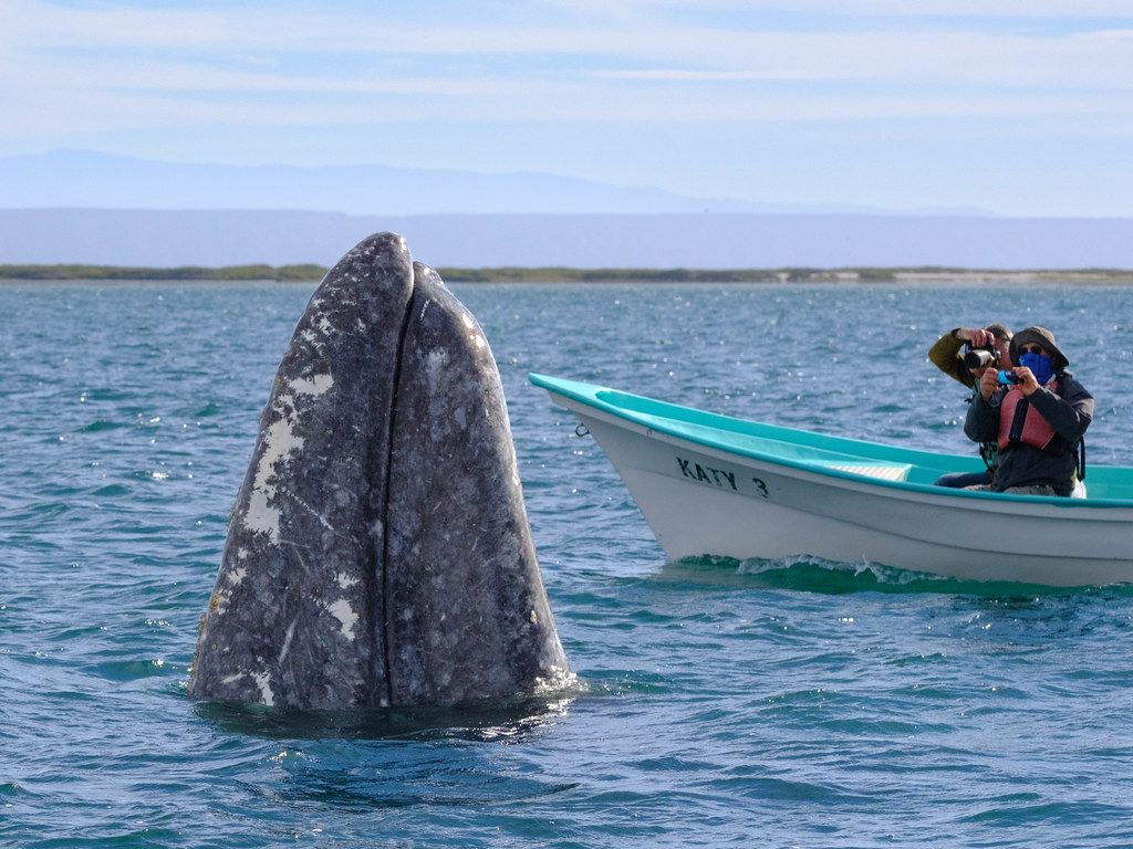 Gray Whale Spyhopping with Whale Watching Photographers, Laguna San Ignacio, Baja California Sur, Mexico-Feb. 4, 2024