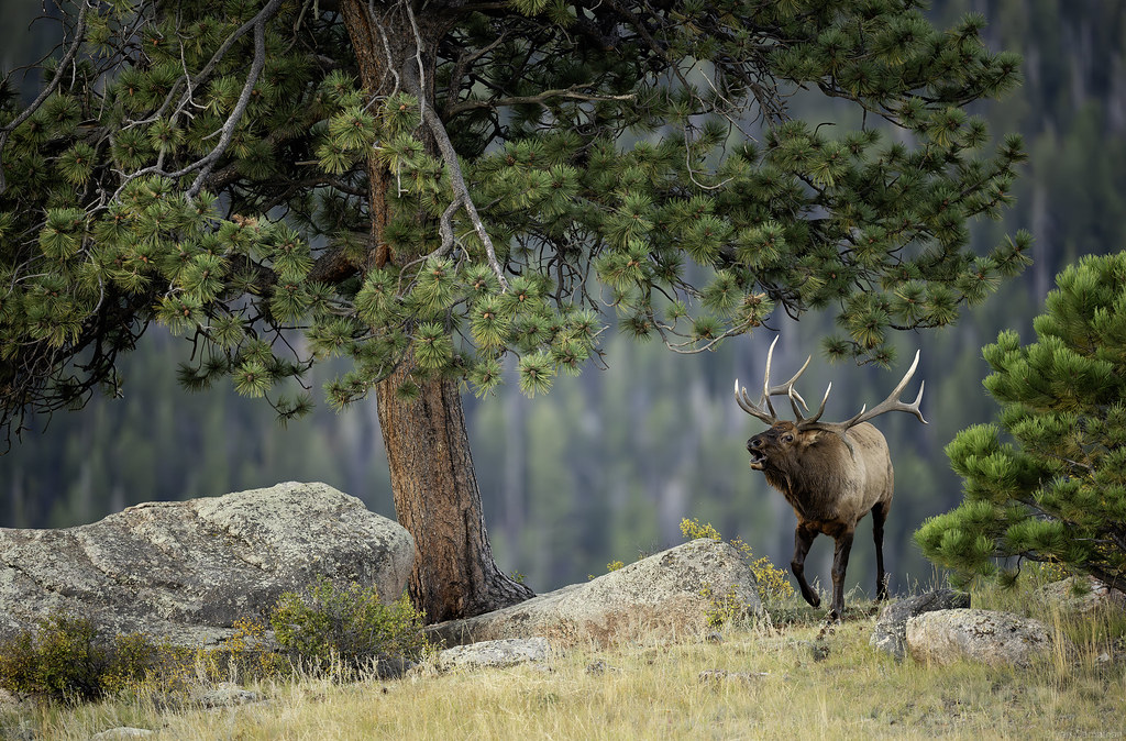 What I Don't Like About This Bugling Drop Tine Bull Elk Image Captured in Rocky Mountain National Park