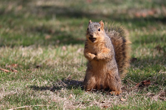 Fox Squirrels in Ann Arbor at the University of Michigan on March 15th, 2024