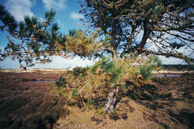 Terschelling Island, the Netherlands - Zeiss 18mm Sigma fp