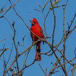 IMG_0021 Cardinal