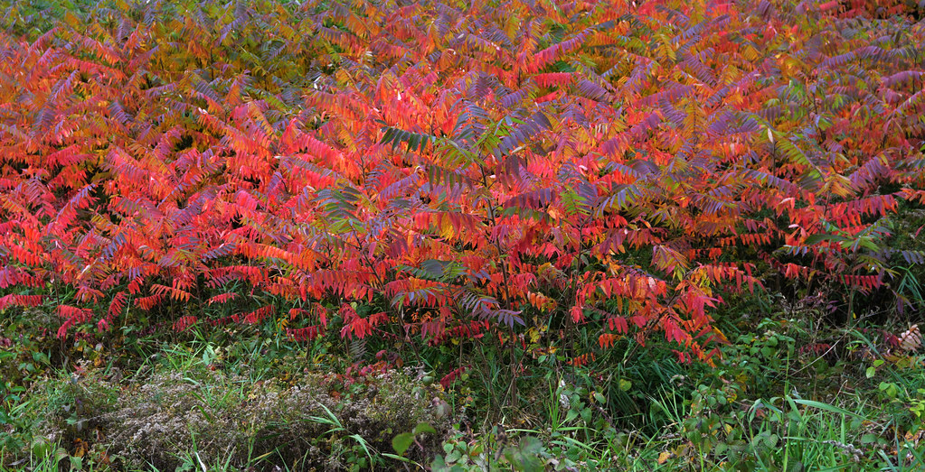 DSC_4986 sumac in fall colors