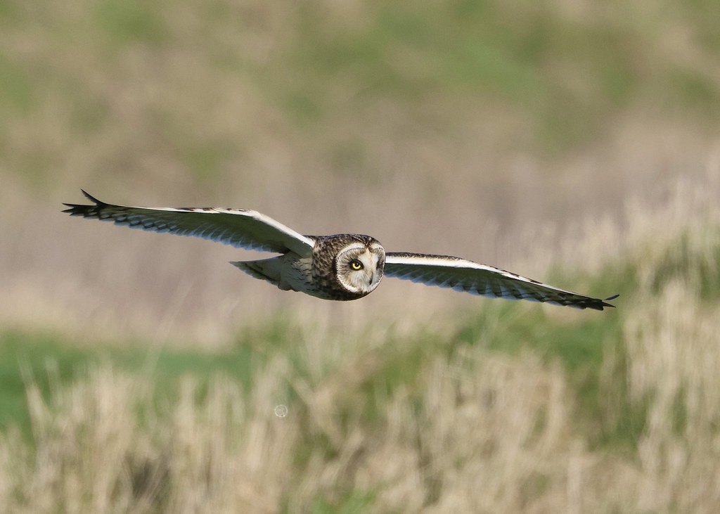 Short-Eared Owl  -  Lincolnshire.