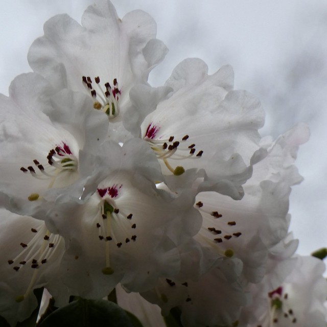 In Hobbie rhododendron park