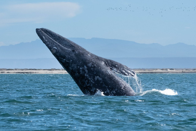 Gray Whale Breaching, Laguna San Ignacio, Baja California Sur, Mexico-Feb. 4, 2024