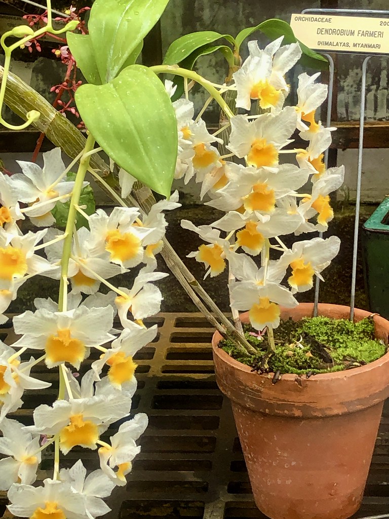 Orchid in the Glass House
