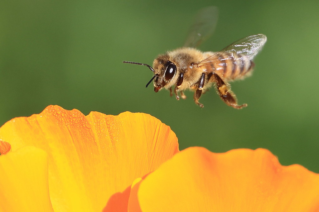 Bee, poppy-8784-2