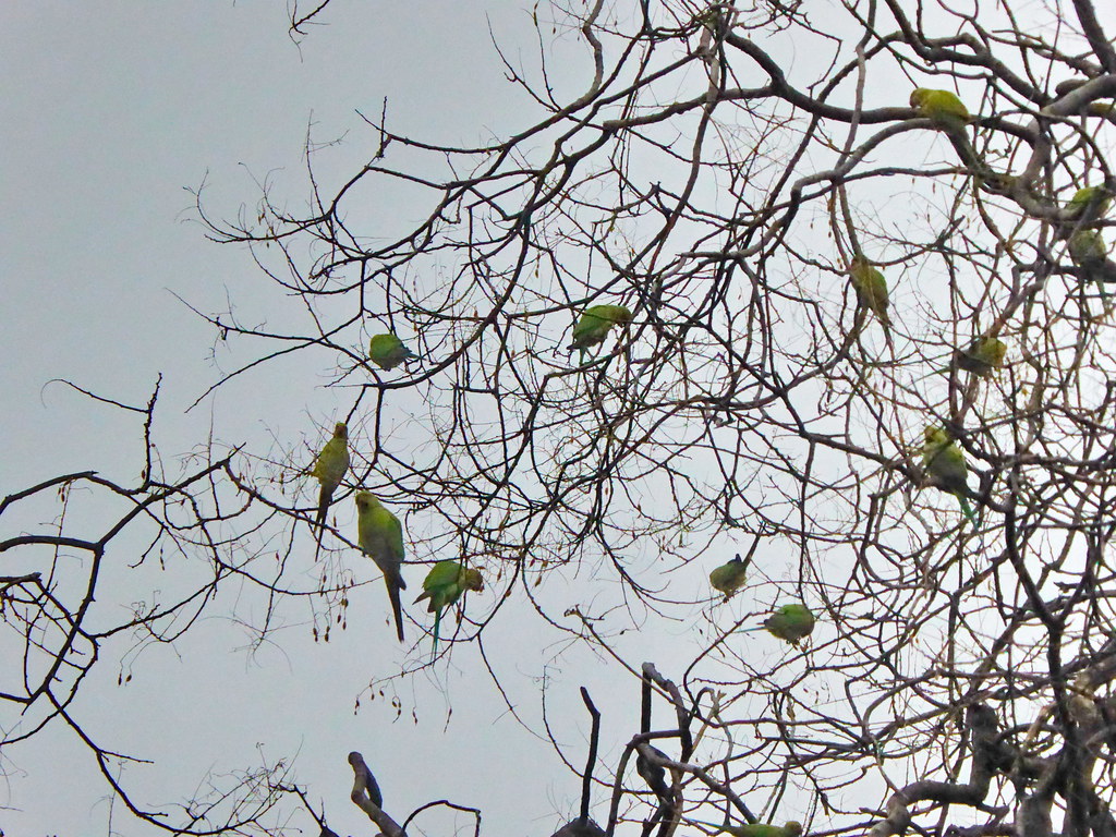 323 - Paris Janvier 2024 - Perruches vertes sur un arbre à Montmartre