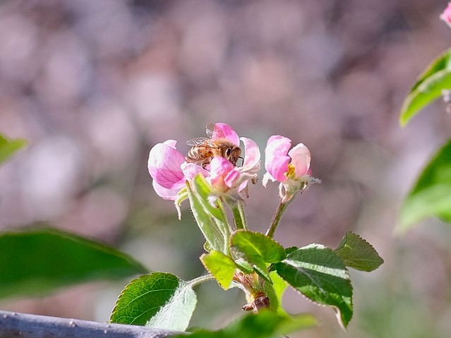 apple blossoms, honeybee