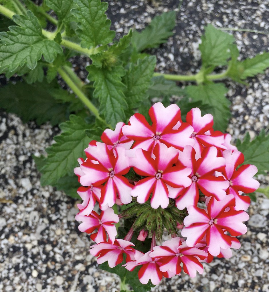 Red and White Verbena