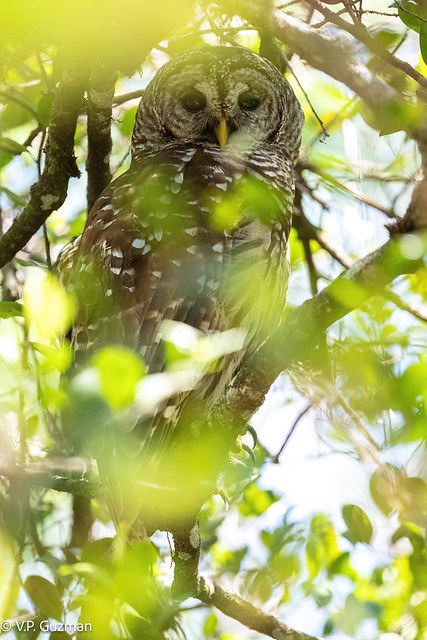 Barred Owl (Strix varia) Loop Rd., Big Cypress National Preserve, Ochopee, FL