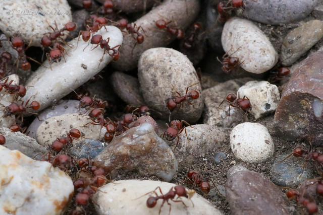 Red harvester ant (Pogonomyrmex barbatus Smith, 1858).