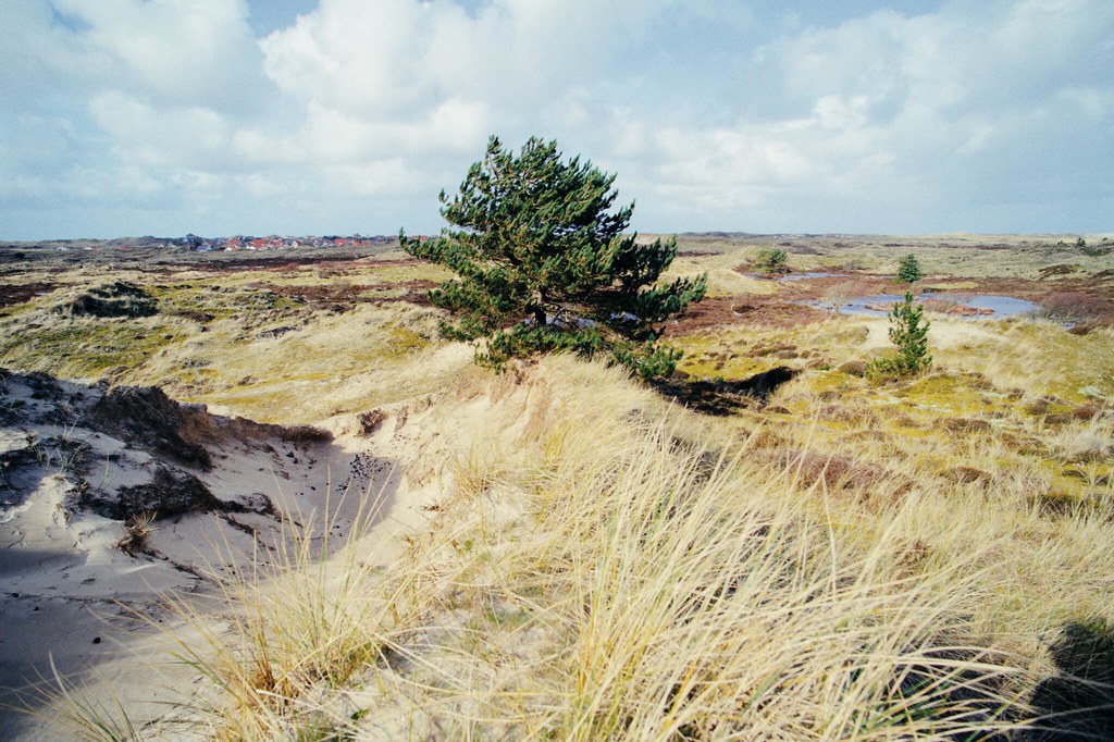 Terschelling Island, the Netherlands - Zeiss 18mm Sigma fp