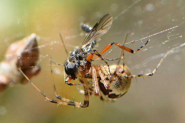 Hammock Spider with a March Fly for prey