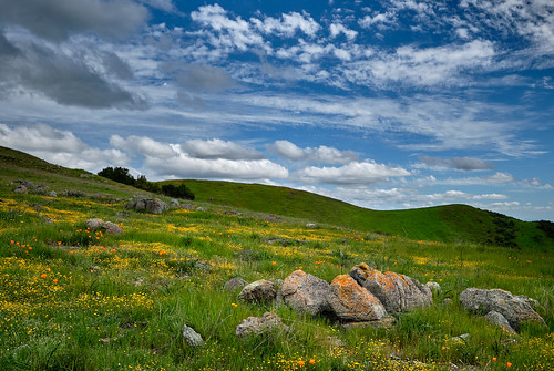 Máyyan 'Ooyákma - Coyote Ridge Wildflowers This Santa Clara Valley open space preserve south of San Jose, CA opened in 2023 and has 5 miles of trails.  I saw lots of wildflowers during my hike.