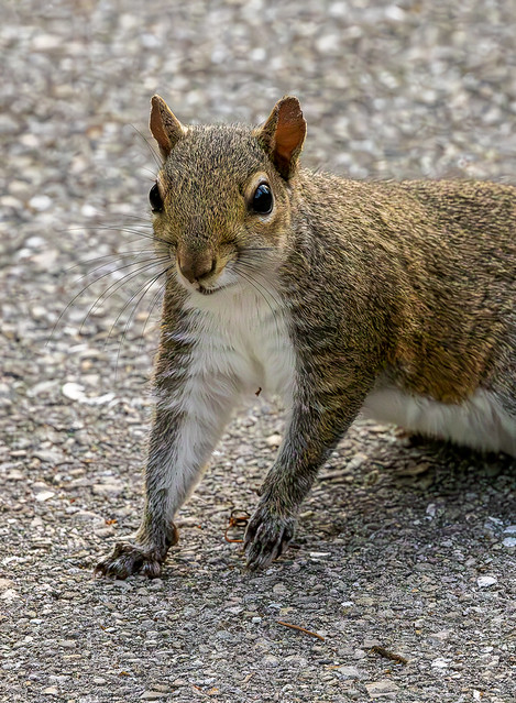 Gray squirrel #1