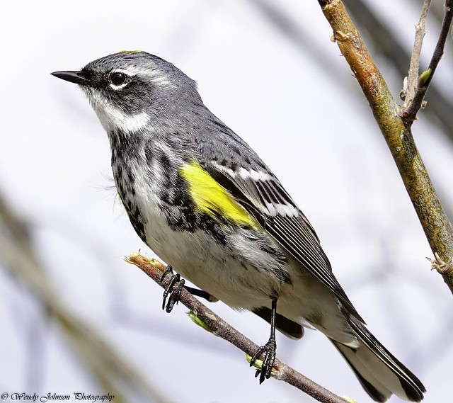 Adult male 'Myrtle' Yellow-rumped Warbler