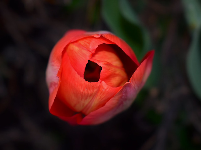 wayside tulip