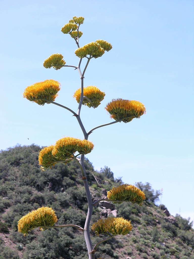Goldenflower Century Plant (Agave chrysantha); Highway 77 between Winkleman and Globe, N of Winkleman, AZ