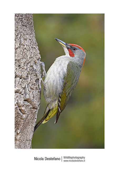 Iberian Woodpecker