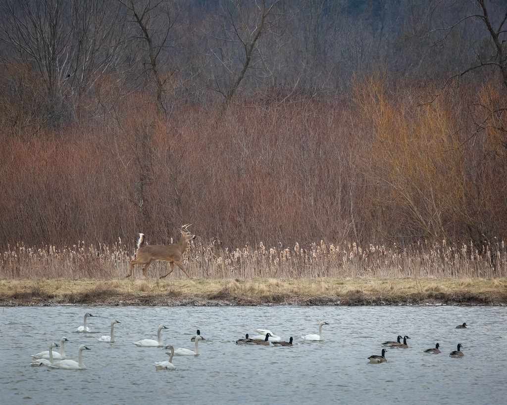 Swans, Geese, and a Buck