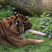 Sumatratiger (Panthera tigris sumatrae)